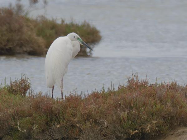 <h3><a href="/trips/ebro/biota/animalia/chordata/aves/015 pelecaniformes/002 ardeidae/ardea alba/ardea alba-nl.html">Ardea&nbsp;alba</a> / Great&nbsp;egret / Grote&nbsp;zilverreiger</h3>OM-1 Mark II met M.300mm F4.0 + MC-14, 1/2000 sec  bij F5.6, ISO 800